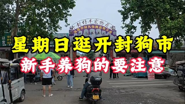 周日逛开封狗市！新手养狗的要注意！夏天这些常识要牢记！