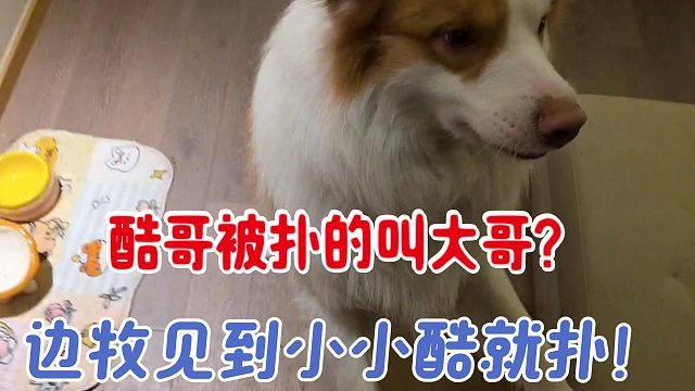 酷哥被小狗扑到喊大哥？！