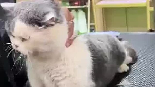 主人带小猫去店里洗澡，猫咪没有咬到工作人员 反而把主人给咬了，主人：我们家猫儿平时很乖不咬人  ​
