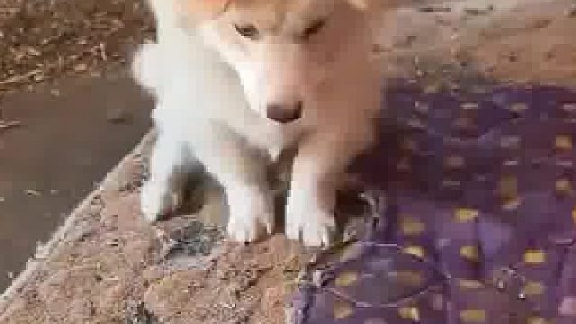 狗狗的心思都写在脸上和脚上，饭前的小仪式3秒后再吃，因为3秒前人还能捡起来吃
