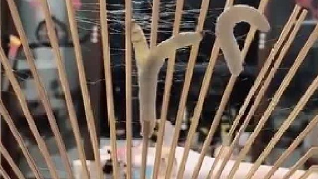 女子将14只蚕宝宝放在扇骨上，两天后一把蚕丝扇诞生。  ​