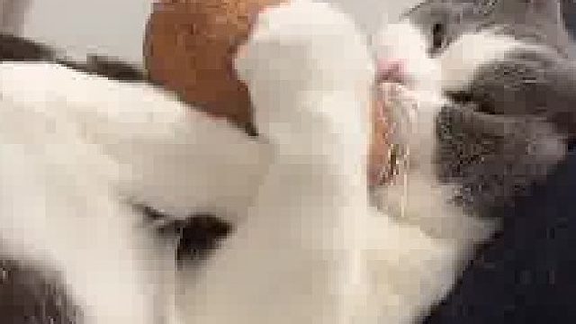 当小猫不慎咬到自己的尾巴，直接把玩具给丢到了空中
