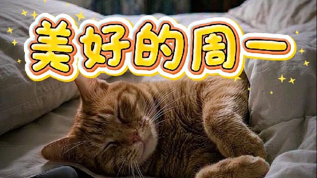 猫咪日常生活系列之美好的周一