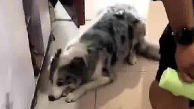 边牧自己偷偷开门出去玩主人专门等在门口逮了个现行