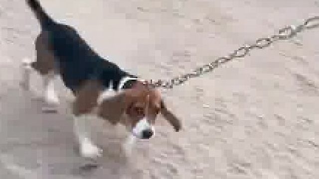 男子在院子里自制了遛狗神器，小比格跟不上速度被铁链拽着走  ​
