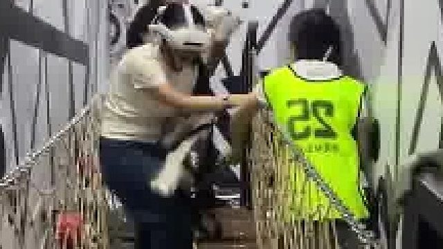 工作人员拿叉子戳顾客吓唬