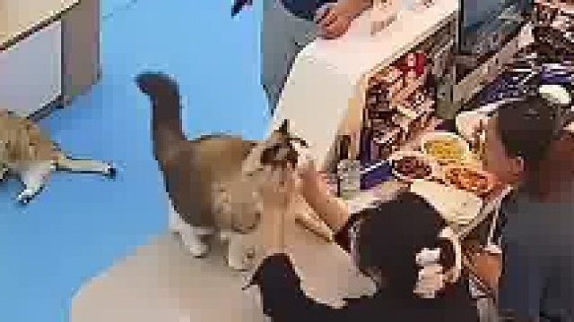 布偶猫听到男子的指令，立马跳到前台给小姐姐“撸”一下