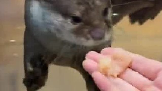 用鱼肉拦住路过的小水獭~  ​