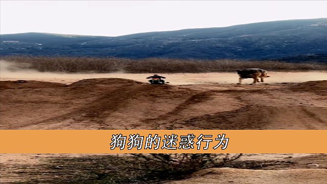 狗狗的迷惑性为