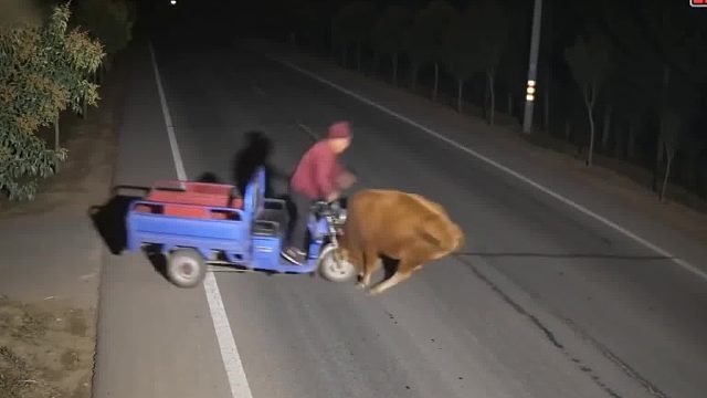 牛：还穿红色吗？#搞笑视频 #笑的肚子疼
