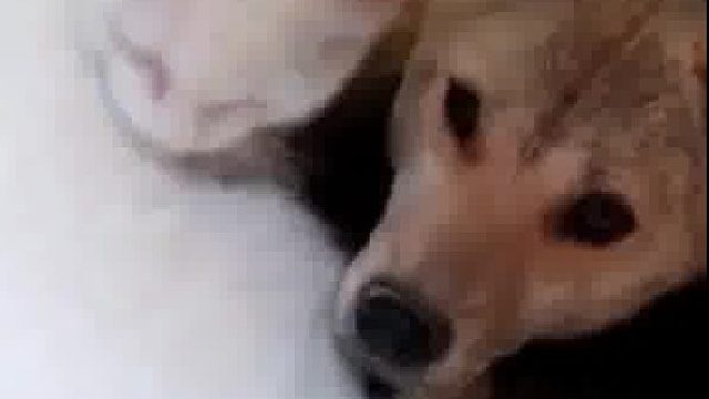 母猫前几天生的小猫死了，就把小狗当小猫给其喂奶，网友：跨越种族的爱