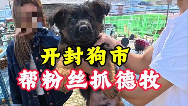 开封狗市帮本地粉丝抓德牧！让新手避坑不踩雷！有不懂的随时解答