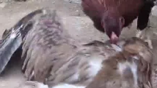 女子拍到老鹰抓到一只公鸡，老鹰紧紧抓住公鸡不放  ​