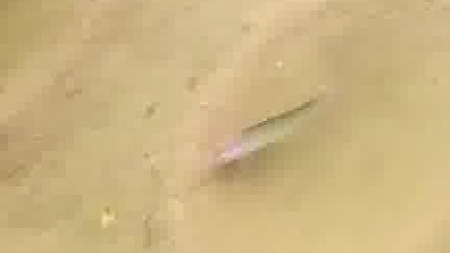 河里看到条有洁癖的鱼，不允许自己的窝里有一片叶子