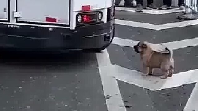 人工智障遇到中华小田园，旁边的吃瓜群众一直拍不停
