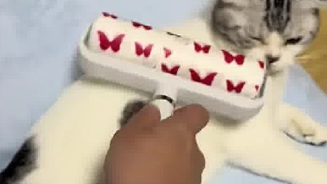 小猫掉毛严重粘毛器瞬间穿上“貂”  ​