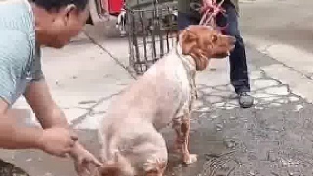 主人把金毛给收狗的大叔，希望大叔能为它找一个好人家