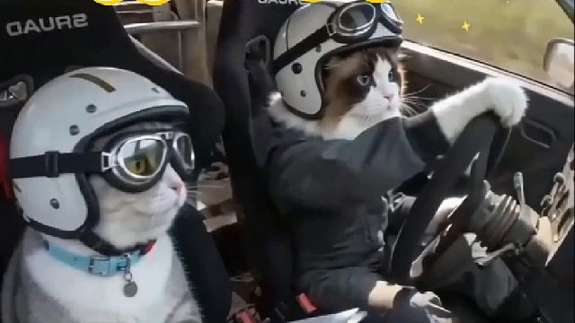 猫咪赛车高手