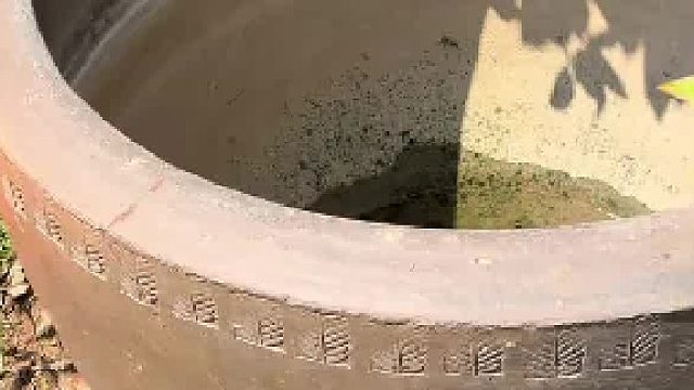 男子称在百年老缸养的雷龙，放在水塘里都不走 还能回来 怎料...