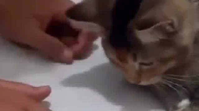 小猫咪：你是对速度一无所知