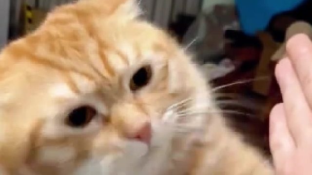 小猫咪跟主人玩闹，结果喜提主人一拳“重击”脑袋