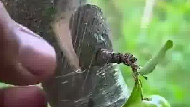 针叶樱桃带果嫁接