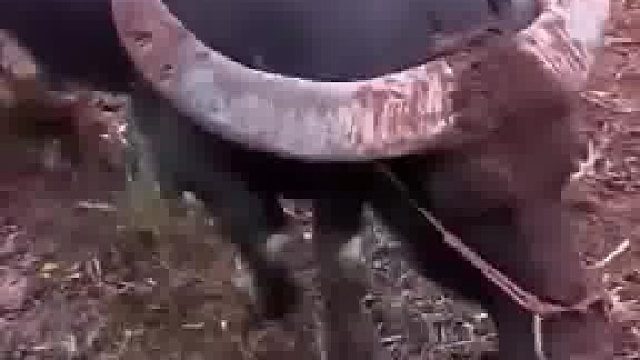 水牛突然发脾气，主人劝了半天也不管用，根本拉不住