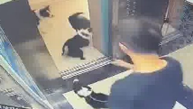 大爷每次坐电梯出去遛狗时都不牵绳，大哥牵狗带“防狼项圈”教育  ​