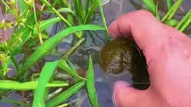 夏日男子在小水沟里发现一个“蛋，剥开水藻竟是一只小乌龟