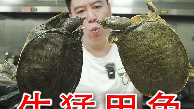 搞两只生猛大甲鱼，做独创菜式甲鱼焖粉丝，会翻车吗？