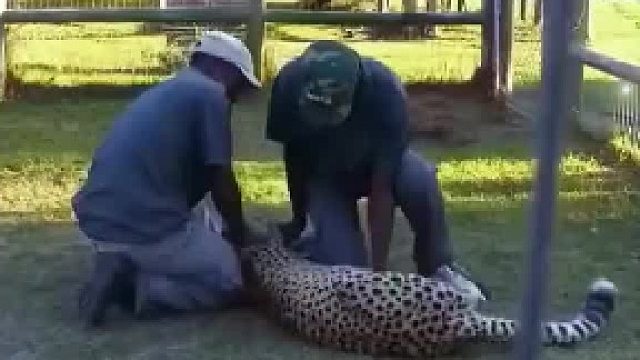 猎豹突然发狂攻击男子