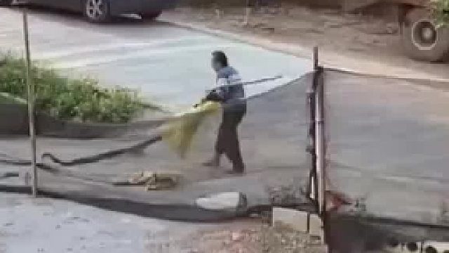 手拿简易工具抓着蛇的尾巴 差点被蛇攻击还好及时挥杆 网友_这是个狠人一般人看到都怕的不行