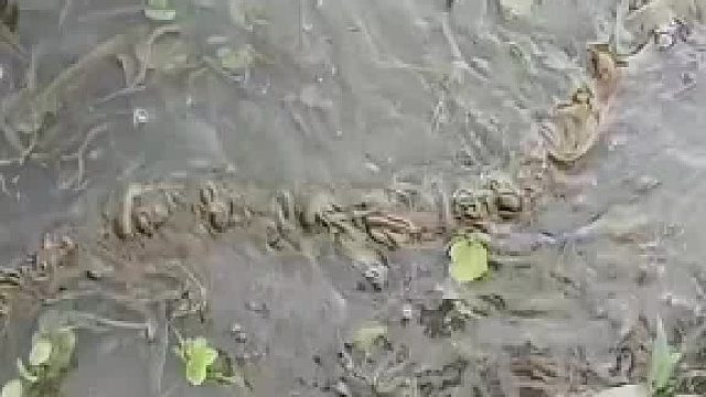 网友偶遇一条青蛇，一开始还以为被青草缠住定睛一看鸡皮疙瘩起来了，网友_两个我最害怕的东西在一起了