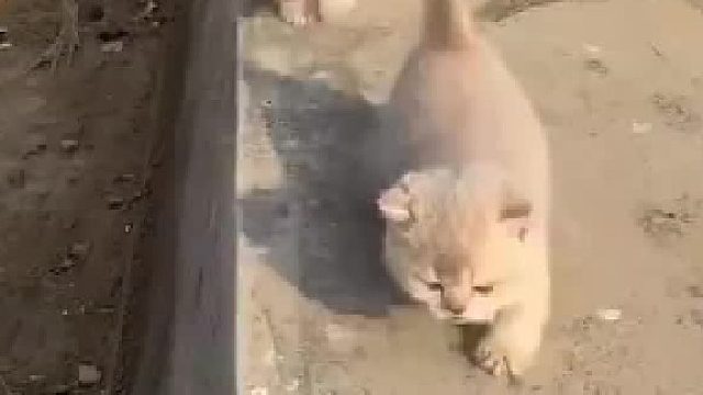 “掉下去的那只猫再上来尾巴就再也没竖起来了哈哈哈”