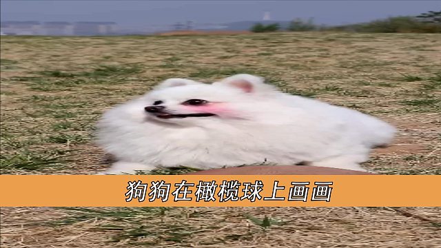狗狗在橄榄球上画画