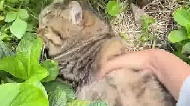 狸花猫为避热躲在草丛里睡觉，被主人抓进门的瞬间猫咪一脸震惊，猫：你开空调了不早说