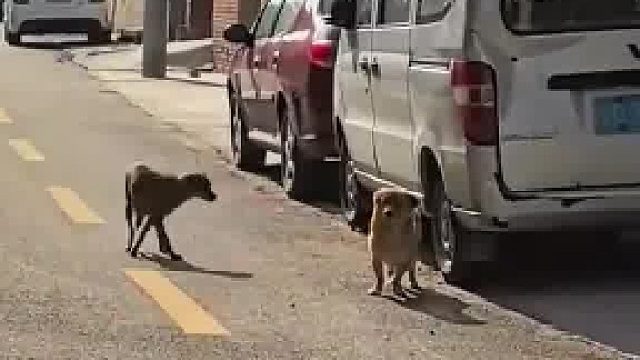 女子喂了一冬天的流浪狗生了小狗，狗爸妈将幼崽送到女子家，女子扔出去又送过来 狗爸妈不舍离开