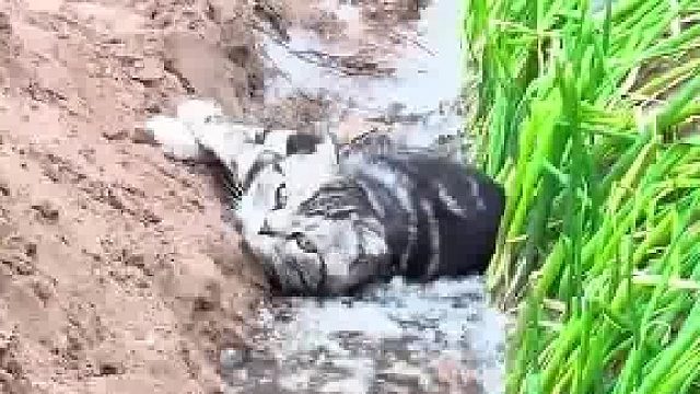 小猫在田里睡觉，水来了半天才反应过来