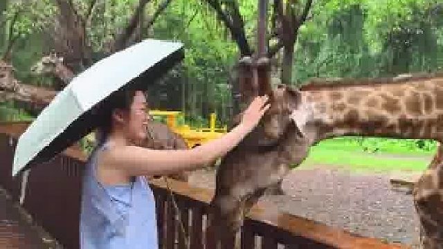 长颈鹿能有什么坏心思，假装让摸，实则醉翁之意在树叶