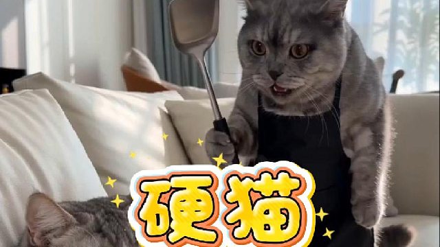 又硬又怂的猫