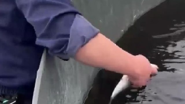 男子徒手投喂“水中活化石”达氏鳇，被大鱼一口咬住胳膊，看着都疼
