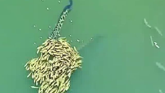 黑鱼夫妻带着孩子在水中找食物，时刻保护孩子们不被白条吃掉