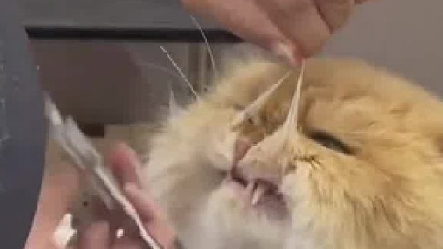 受不了猫咪掉毛花200给它剃了毛，结果回来就不吃不喝不理我