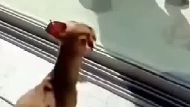 吉娃娃： 你将永远失去你的宝宝，我不跟你开玩笑