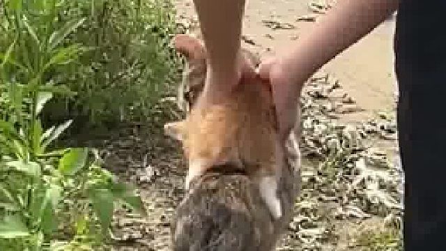 女孩领养了两只刚出生的小猫，猫妈妈见状舍不得追了上去