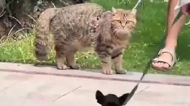 狗子外出遛弯冲着猫咪不停叫嚣挑衅，不料被一招KO瞬间老实
