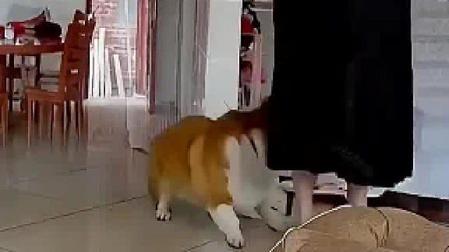 狗狗突然将主人咬伤，主人立刻教它做狗