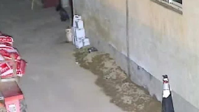 深夜忘带钥匙翻墙回家找，不料被爸妈当成小偷挨了一顿揍，网友：看清了是儿子又多打了几下