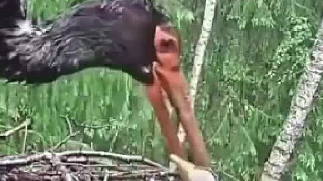 黑鹳妈妈孵化太多无力抚养，无奈之下将最弱小的一只幼鸟狠心吃掉
