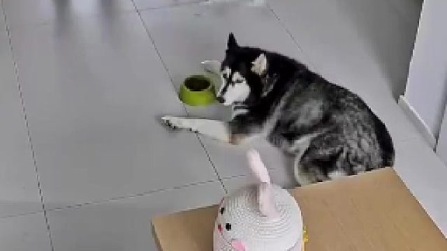 有洁癖的狗狗主人边搞卫生边抱怨狗狗掉毛接下来“二哈”的操作让主人哭笑不得